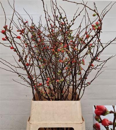 <h4>Chaenomeles Japonica Red</h4>