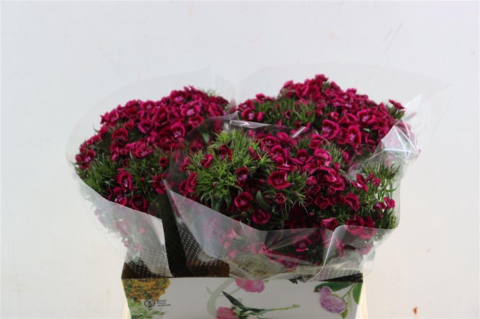 <h4>Di Barb Breanthus Jolly Purple Pink</h4>