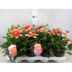 Dahlia  'Summerbees Salmon bico'