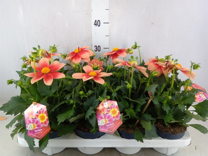 <h4>Dahlia  'Summerbees Salmon bico'</h4>