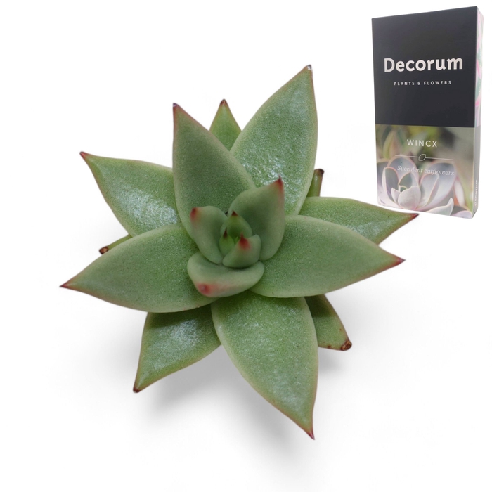 <h4>Echeveria Ebony "Glow" Cutflower Wincx-8cm</h4>