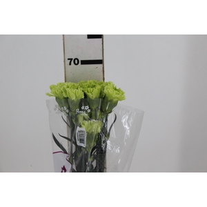 CRAVO GOBLIN 070 CM