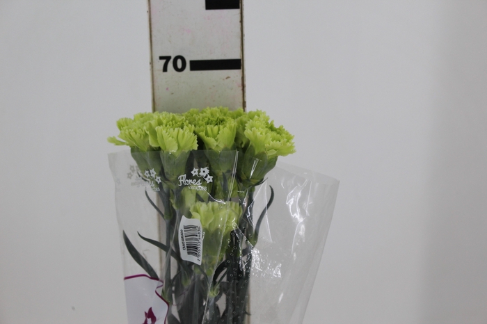 <h4>CRAVO GOBLIN 070 CM</h4>
