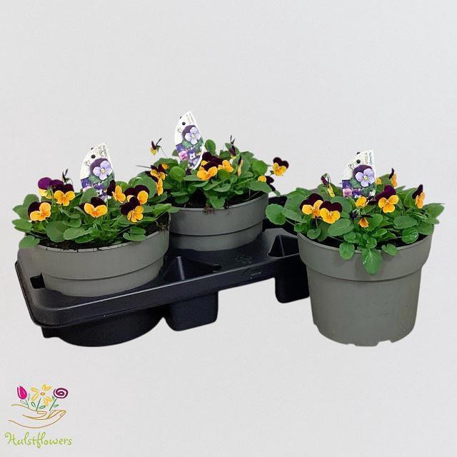 <h4>VIO CO SOR XP ORA JU</h4>