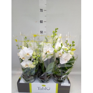 Phalaenopsis   ...white
