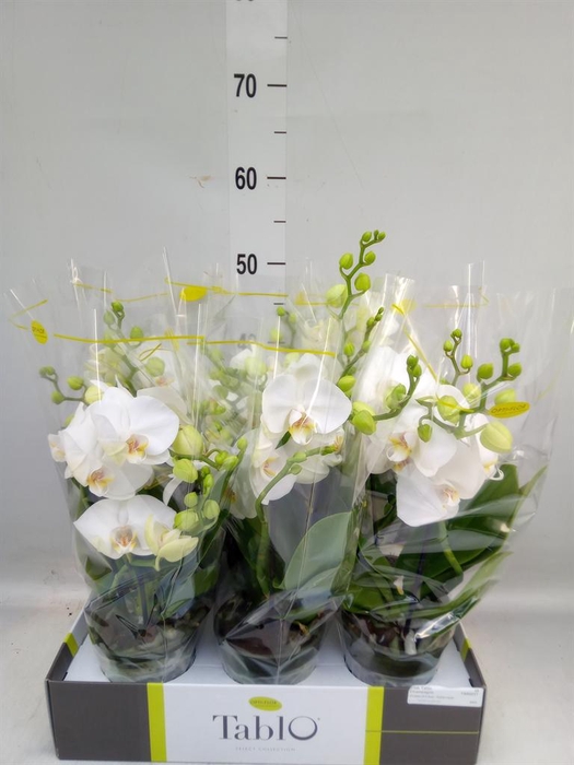 <h4>Phalaenopsis   ...white</h4>