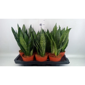 Sansevieria zeylanica