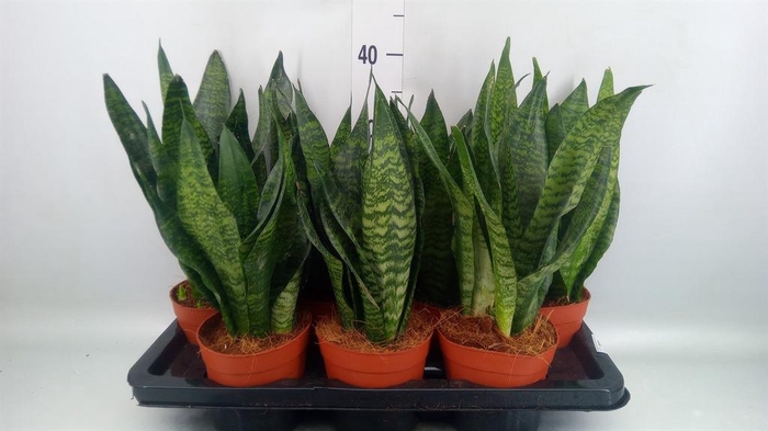 <h4>Sansevieria zeylanica</h4>