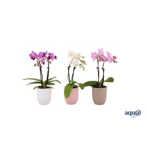 Hugo Hotel Mix Tiny Dolls Mix 2T10+ Aqu@