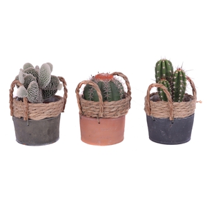 Cactus mix 10,5 cm in kiribati pot