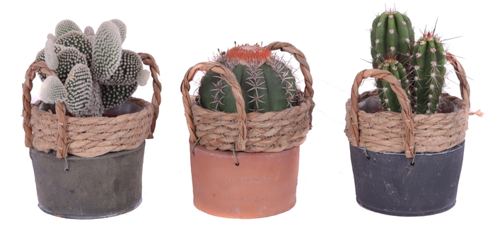 <h4>Cactus mix 10,5 cm in kiribati pot</h4>
