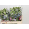 Oxypetalum Tweedia Blue