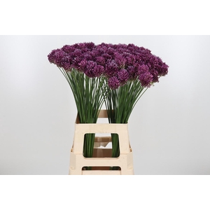 Allium Sphaerocephal (kogel)