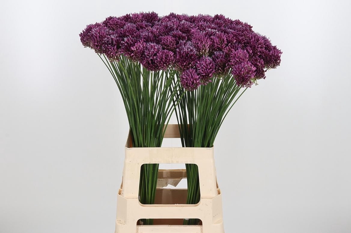 <h4>Allium Sphaerocephal (kogel)</h4>