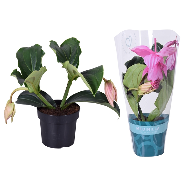 <h4>Medinilla Magnifica Pinatubo 2 knop in exclusieve hoes</h4>