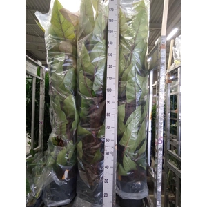 Philodendron  'Painted Lady'