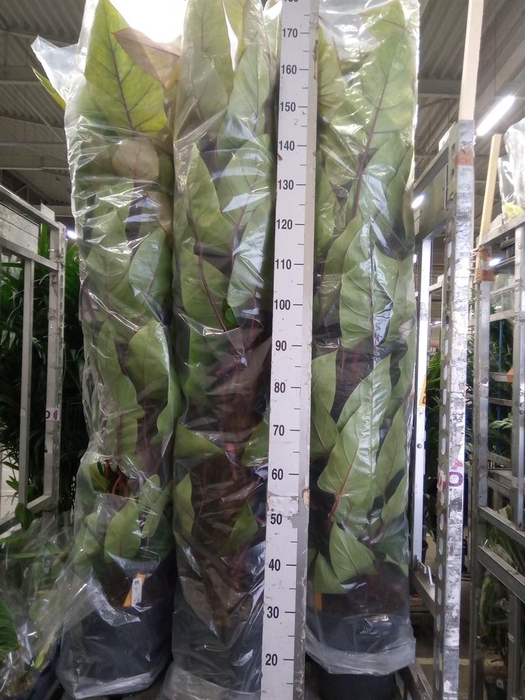 <h4>Philodendron  'Painted Lady'</h4>