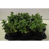Mentha spicata