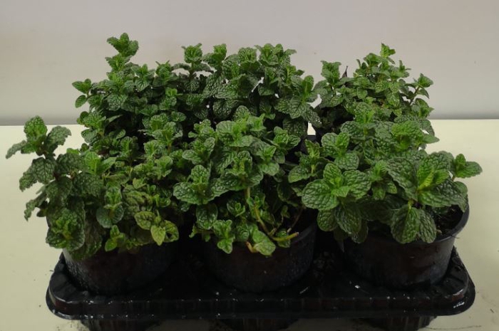 Mentha spicata