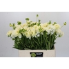Dahlia White Wonder