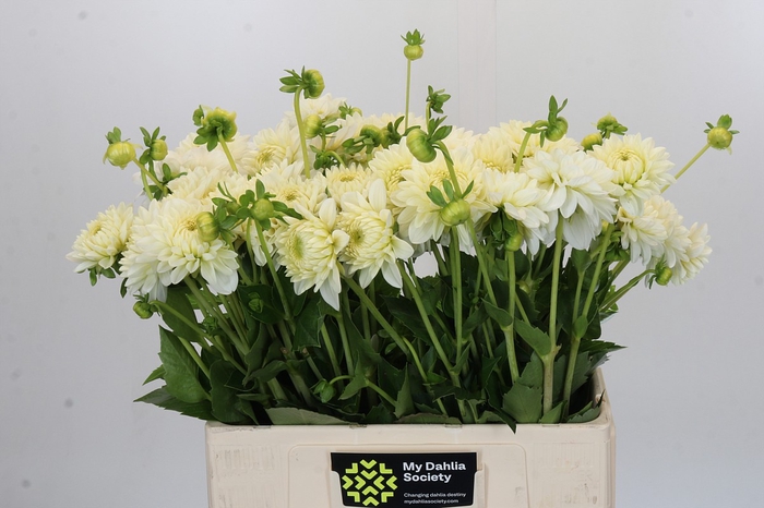 Dahlia White Wonder