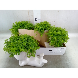 Arr.   Kamerplant Groen L%