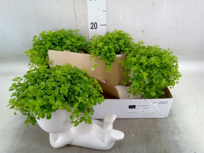 <h4>Arr.   Kamerplant Groen L%</h4>