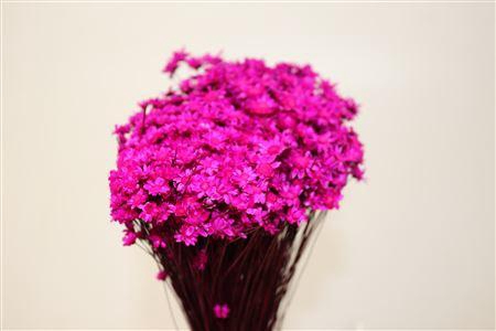 <h4>Dried Glixia Fuchsia Bunch</h4>