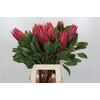 Protea Cynaroides Madiba