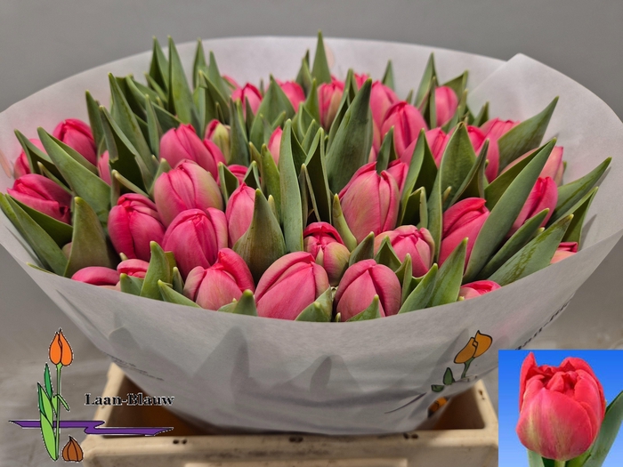 <h4>TU DU BELGRAVIA</h4>