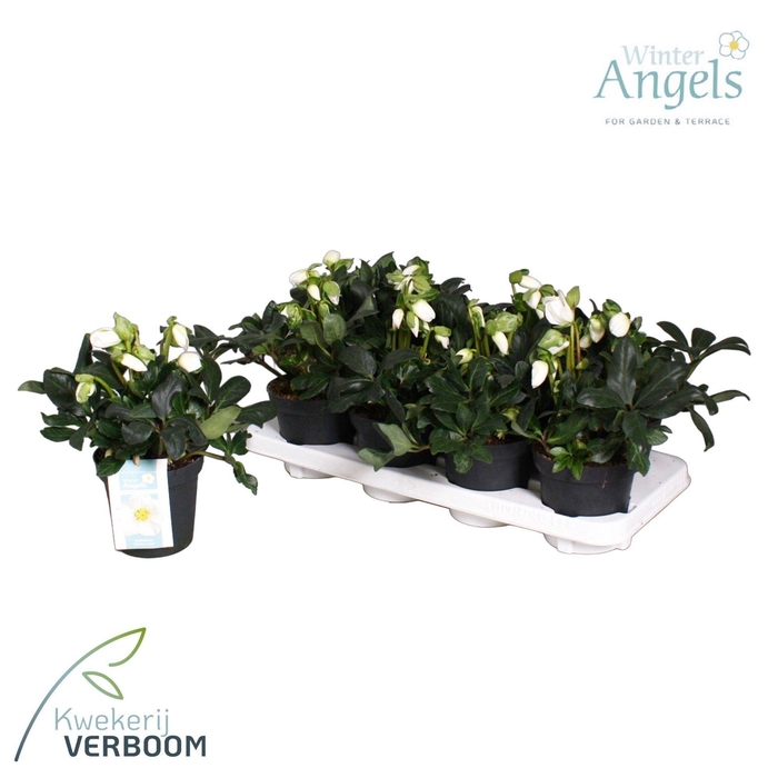 <h4>Helleborus niger 'Verb ShiningStar'</h4>