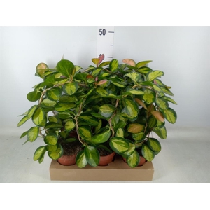 Hoya australis 'Lisa'