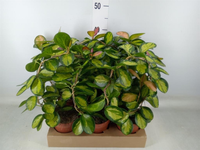 <h4>Hoya australis 'Lisa'</h4>