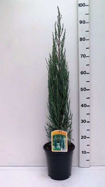 <h4>Juniperus scopulorum Blue Arrow</h4>