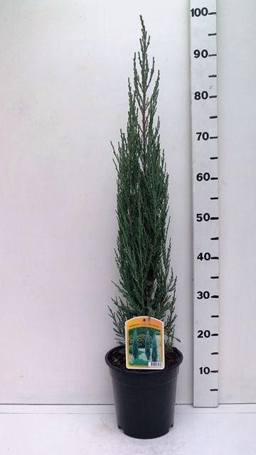 Juniperus scopulorum Blue Arrow