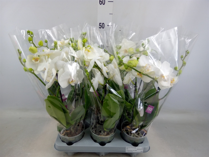 <h4>Phalaenopsis   ...white</h4>