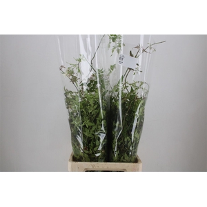 Jasmijn Ranken P Bunch