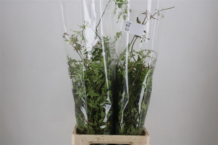 <h4>Jasmijn Ranken P Bunch</h4>