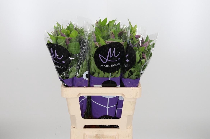 <h4>Clem Amazing London</h4>