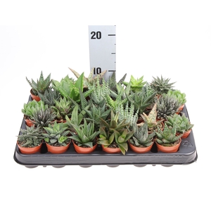 Aloe   ...mix