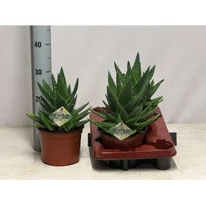 ALOE PERFOLIATA