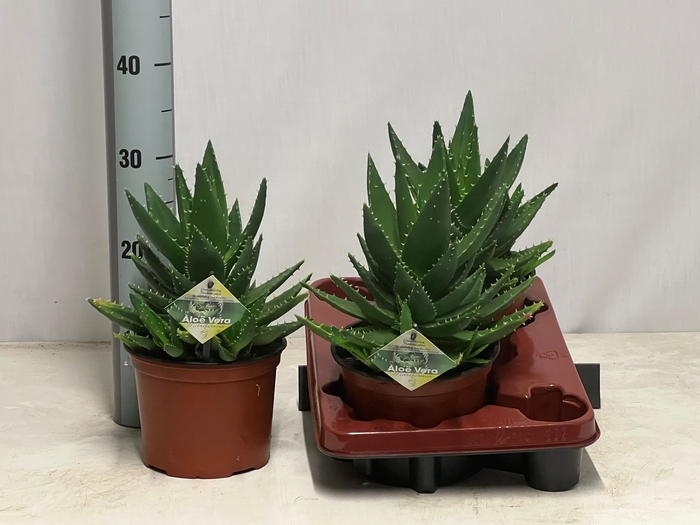 <h4>ALOE PERFOLIATA</h4>