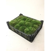BOLMOS PLASTIC KIST