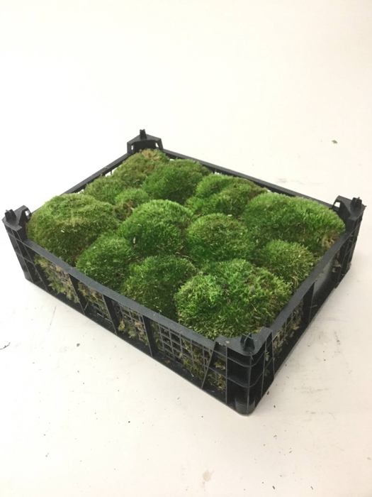 BOLMOS PLASTIC KIST