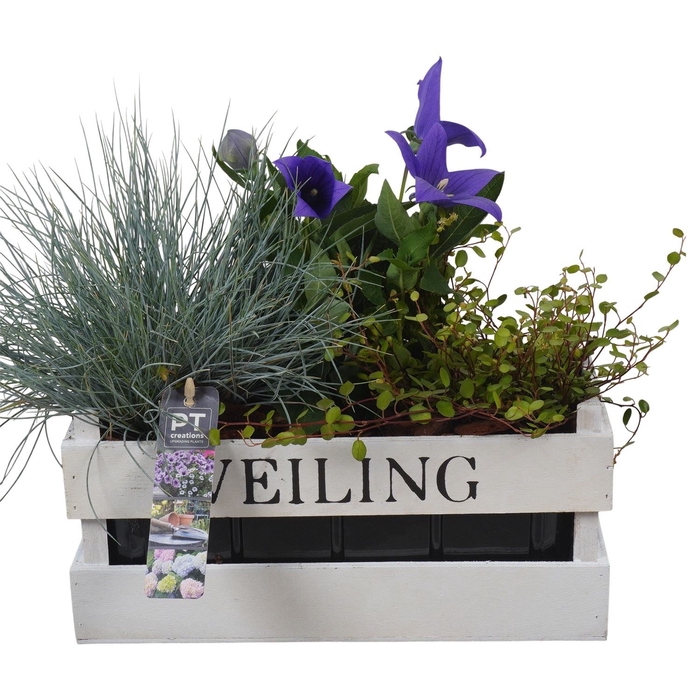 <h4>Arr.   Tuinplanten L%</h4>