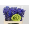 Delphinium Oriental Blue