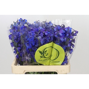 Delphinium Oriental Blue