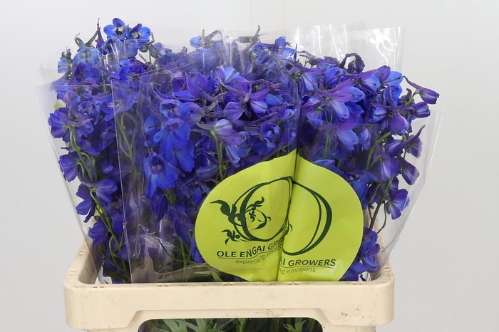 <h4>Delphinium Oriental Blue</h4>