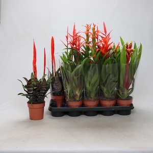 BROMELIA GEM
