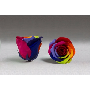 Rose stab. XXL rainbow